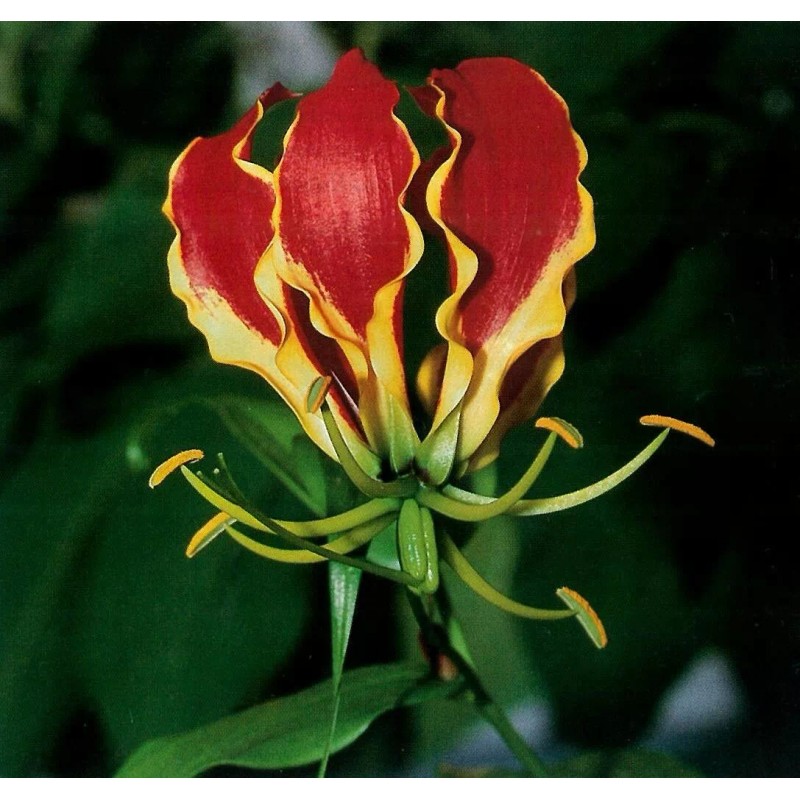 Buy Rare Seeds Gloriosa superba | Flame Lily | 20_Seeds