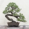 Bonsai Tree Grow Kit | Japanese Black Pine | White