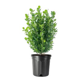 Green Mountain Boxwood | 1 Live Gallon Size Plant | Elegant Pyramid-Shaped Evergreen, Ideal for Topiary & Landscaping, Cold-Hardy & Drought-Tolerant