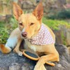 Essential Dog Natural Bamboo Two-Sided Brush for Cats & Dogs,