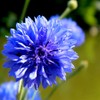 Seeds Blue Cornflower 200+ Seeds for Planting Bachelor’s Buttons Annual
