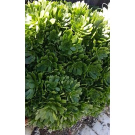 Fresh Tree Green aeonium Succulent cuttings by Weight Cut Daily Natural Plants 24370