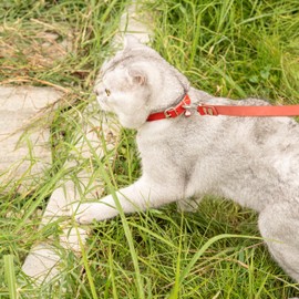 Filbert Leather Cat Collar, Reflective Cat Collar, Leather Cat Collar with Bell, Indoor & Outdoor Cat Collar Non Breakaway, Bird Warning Cat Collar Reflective, Leather Kitty Collar, 5 Colors & 3 Size