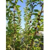 Tree Red Mulberry Tree 8 Cuttings 7"-9' long Organic Leave