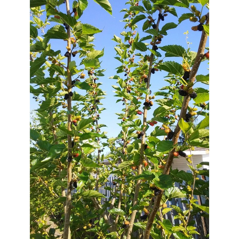Tree Red Mulberry Tree 8 Cuttings 7"-9' long Organic Leave