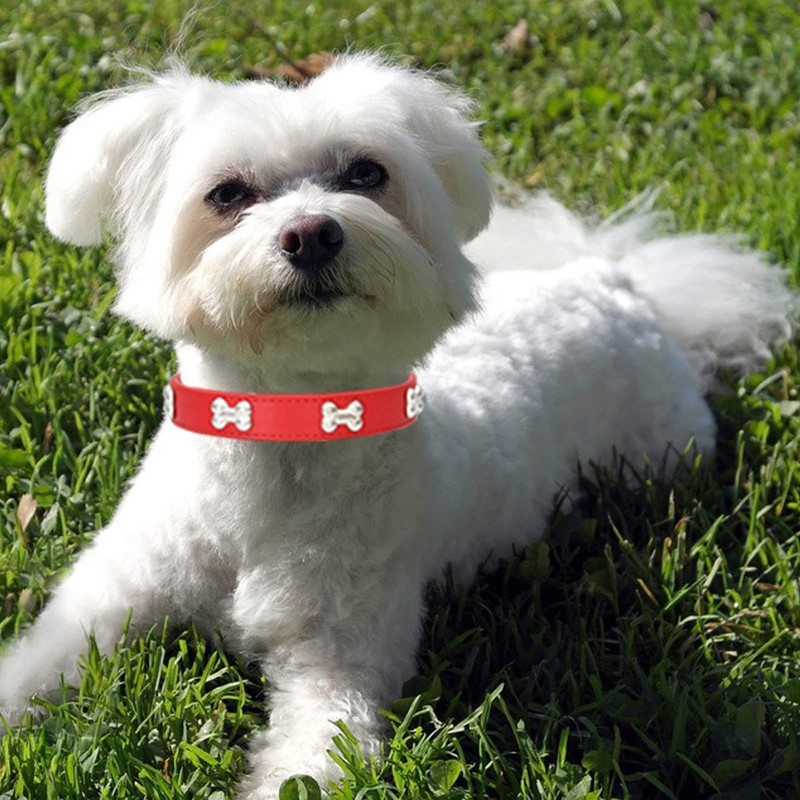 HALFSUMO Leather Dog Collar Dog Collar Combo Set Dog Collars