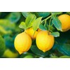 Improved Meyer Lemon SẸẸDS - 10 Séẹds
