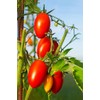 Tomato Santa Victoria F1-6X Vegetable/Fruit Seeds - Exceptional Flavour -