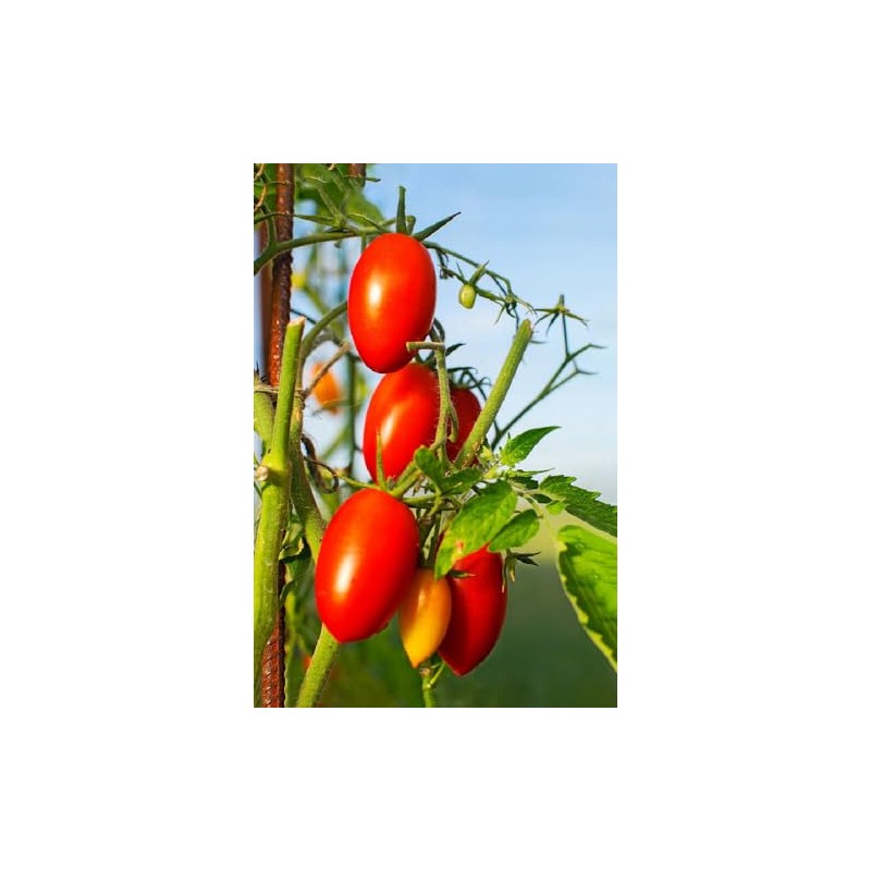 Tomato Santa Victoria F1-6X Vegetable/Fruit Seeds - Exceptional Flavour -