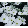 Tree White Flowering Dogwood Tree - 24-36" Tall Live Plant