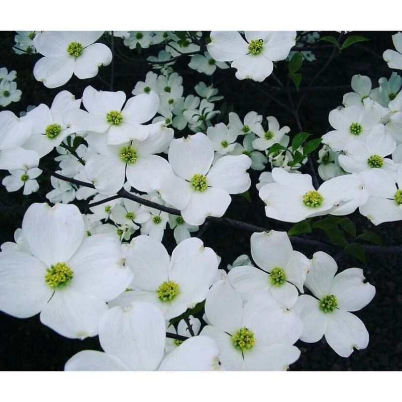 Tree White Flowering Dogwood Tree - 24-36" Tall Live Plant