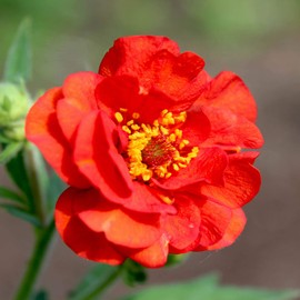 Outsidepride Geum Mrs. Bradshaw - 2000 Seeds