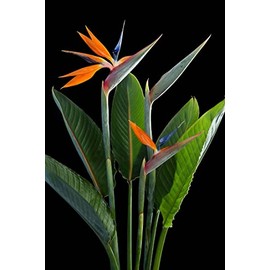 1 Live Plant Bird of Paradise | Strelitzia Reginae 6" in A 2 1/2" Pot
