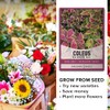 Coleus Seeds for Planting (Rainbow Mix) - Heirloom Non-GMO Shade
