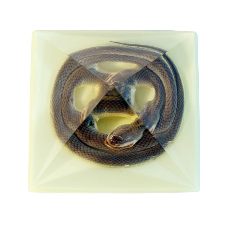 REALBUG Pyramid-Snake 3 inches