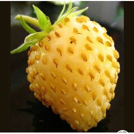 Seeds Yellow Alpine Wild Strawberry 120+ Non-GMO Seeds for Planting Perennial Plant