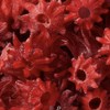 US Snacks Candied Dried Hibiscus Flowers, Dehydrated Hibiscus Bite Snack,