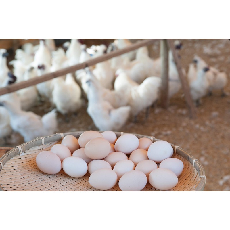 健康クラブ 烏骨鶏のニンニク卵黄 腸溶 62粒