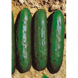 Salerno Seeds Cucumber Marketeer 4 Grams Made in Italy Italian Non-GMO