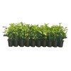 Ligustrum Waxleaf Privet - 20 Live Plants - Evergreen Privacy