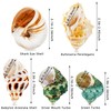 SKOOLOVE Hermit Crab Casing, Natural Sea Shell Size 5.2-7 cm,