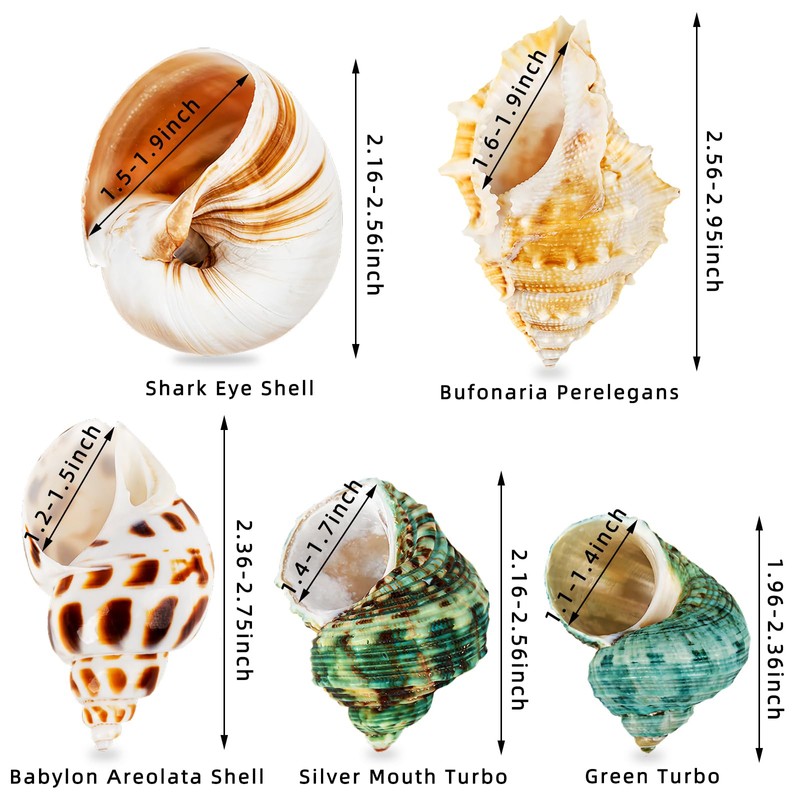 SKOOLOVE Hermit Crab Casing, Natural Sea Shell Size 5.2-7 cm,