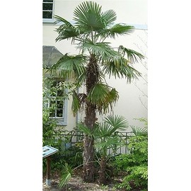 Rare Plant Tree Seeds 30+ Windmill Palm Seeds (Trachycarpus fortunei)
