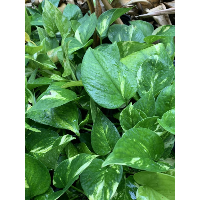 Pothos Gold 1 Gallon Tropical Plant
