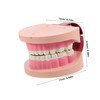Gatuida Realistic Tooth Teaching Model for Educational Dentist Model for