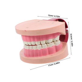 Gatuida Realistic Tooth Teaching Model for Educational Dentist Model for Elementary Science Experiments Oral Hygiene Learning Safe Fun Science Tool