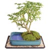 Brussel's Bonsai Live Hawaiian Umbrella Bonsai Tree - Medium, 5