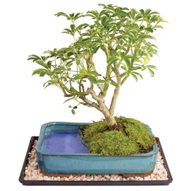 Brussel's Bonsai Live Hawaiian Umbrella Bonsai Tree - Medium, 5 Year, 6 to 10 Inches - Indoor Bonsai Tree with Water Bonsai Pot and Bonsai Tray