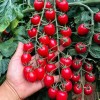 Nygardenia 200pcs Waterfall Tomato Seeds - Heirloom, Non-GMO, High-Yield Variety.