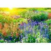 Breoudo 10000+ Mix Wildflower Seeds Bulk Package 34 Varieties Perennial