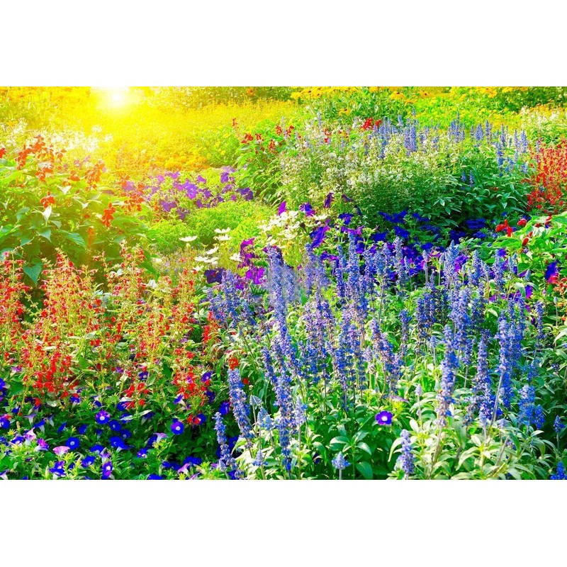 Breoudo 10000+ Mix Wildflower Seeds Bulk Package 34 Varieties Perennial
