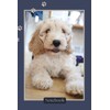 Cockapoo Notebook with 120 Lined Pages: Gift Idea for Dog