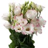 CHUXAY GARDEN White Lisianthus Pink Edge,White Pink Eustoma Grandiflorum Seed