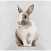 Cushion Cover – Easter Cushion – Rabbit Motif – 50