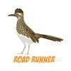 CafePress Road Runner Sticker Square Bumper Sticker Car Decal