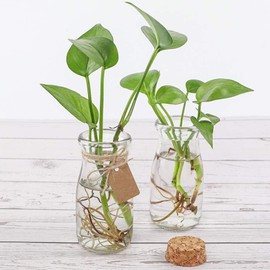 CUCUMI 12pcs 3.4oz Small Glass Jars with Lids, 100ml Candy Jars Potion Bottles with Cork, Mini Jars Set for Party Wedding Favors Halloween Décor