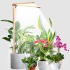 bodkar Wooden Grow Lights for Indoor Plants Full Spectrum, Slim