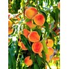 Peach Tree Candor Peach 5 Gallon Due to Agricultural Laws,
