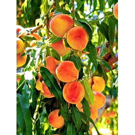Peach Tree Candor Peach 5 Gallon Due to Agricultural Laws, we Cannot Ship to CA, AZ, AK, or HI - Orders Will be Cancelled if You Ship to one of These States