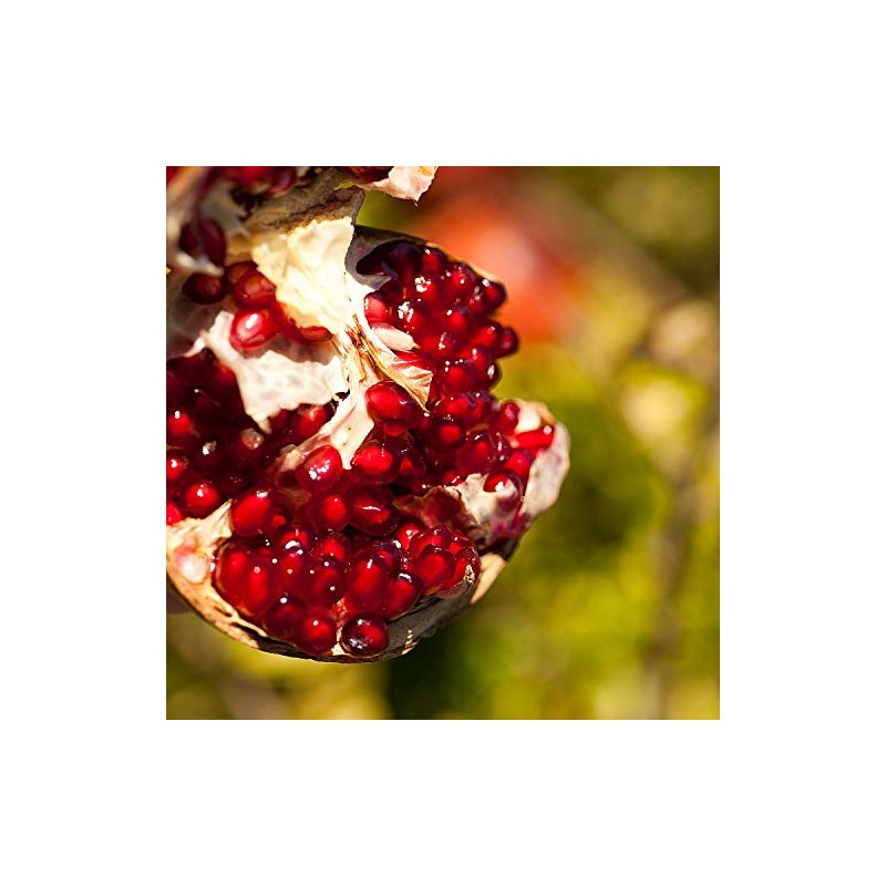 Weleda Organic Pomegranate Regeneration Hand Cream (1 x 50 ml)
