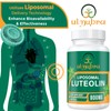 Ulmubra 800MG Liposomal Luteolin Supplement - Maximum Absorption, Premium Antioxidant