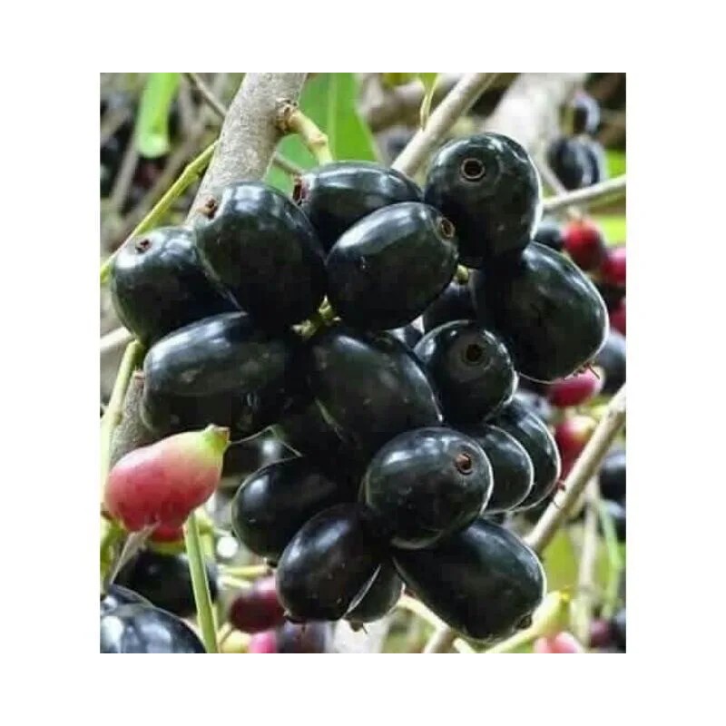 Unbranded Black Java Plum (syzygium cumini) fruit tree 5”- 10”Live