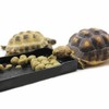 OMEM Reptile Food Bowl,Large Water Dish,Feeding Dish, Tortoise Bowl (S,