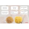 Pasiphae Natural Soft Loofah Sea Sponge,Honeycomb Body Sponge on a