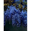 Toadstool Seeds 5 Dark Blue Chinese Wisteria Seeds Vine Climbing
