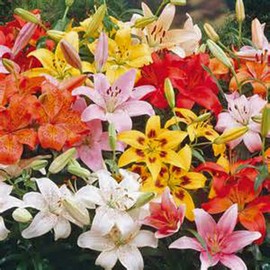 Lily, Asiatic Mix, Bulbs, Pack of 6 (SIX), Easy to Grow, Colorful Mix, Lillies